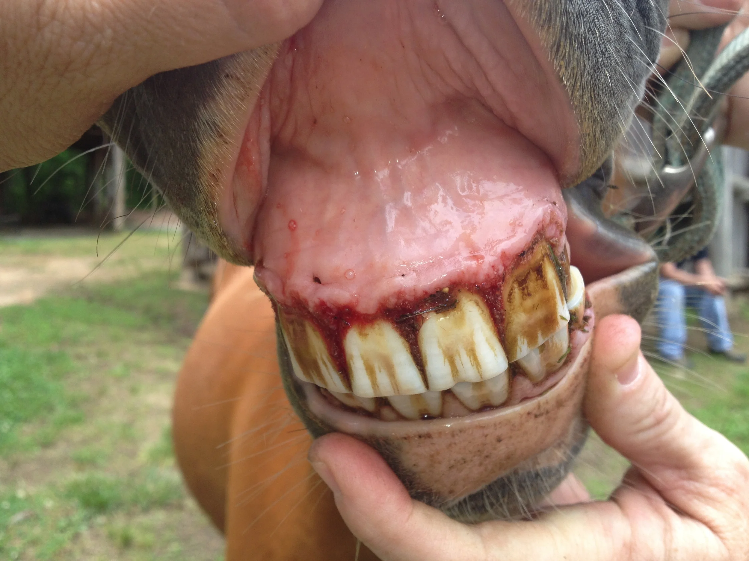 Geriatric Care — Foundation Equine Clinic