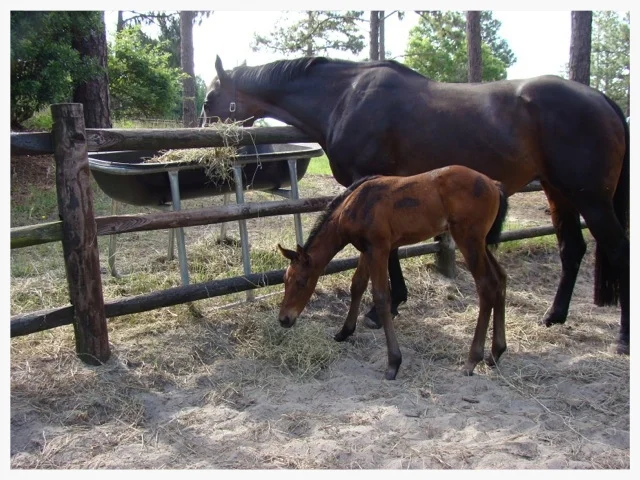 Placing a feeder on the "wrong" side of the fence can keep fallen feed out of the horse's reach