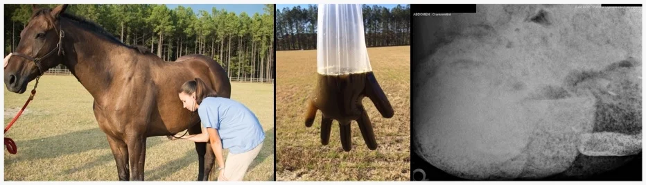 diagnosing sand accumulation: listening to the abdomen "floating" the feces x-ray of sand in the intestines 