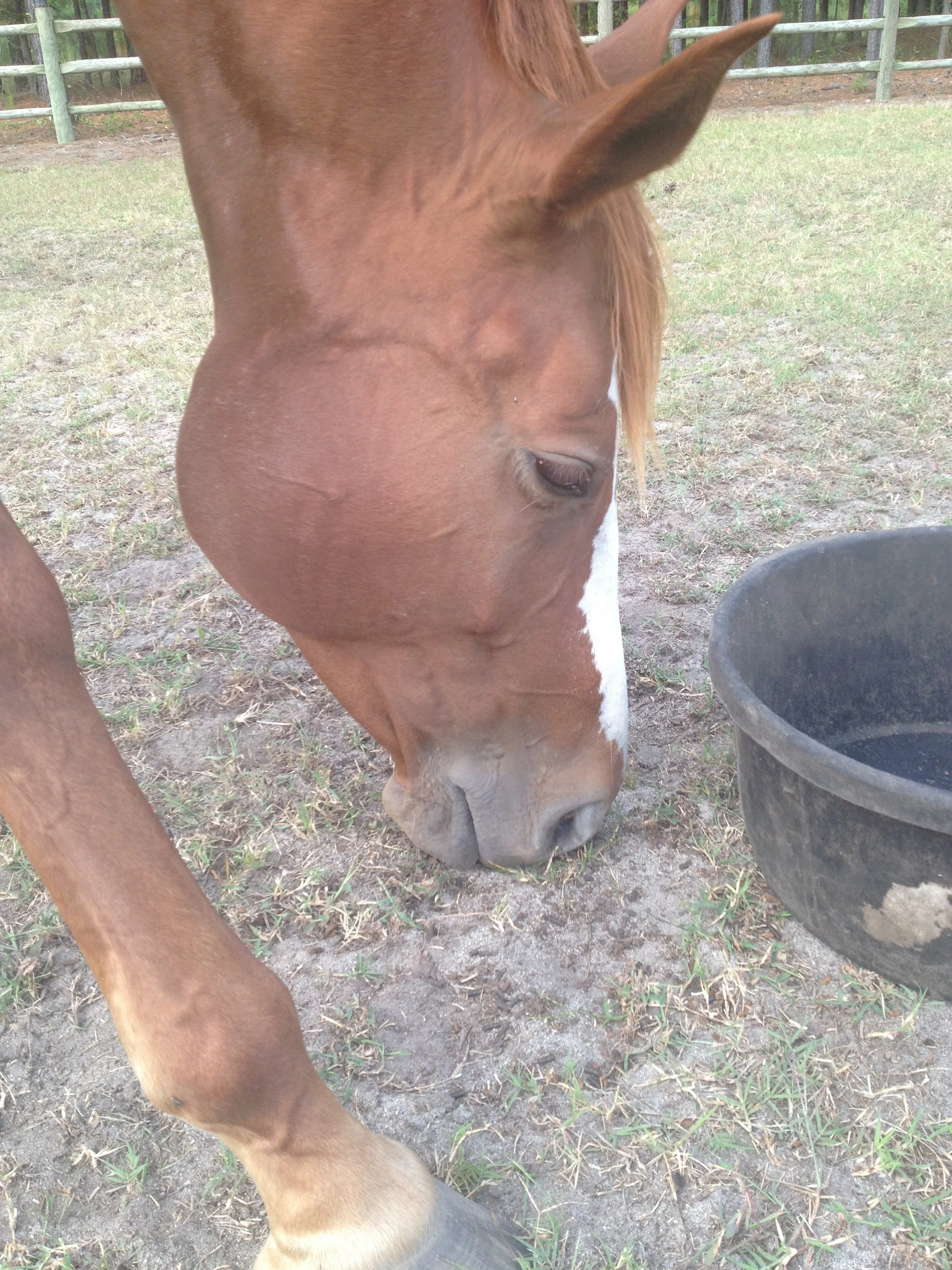 How can I prevent SAND colic in my horse?