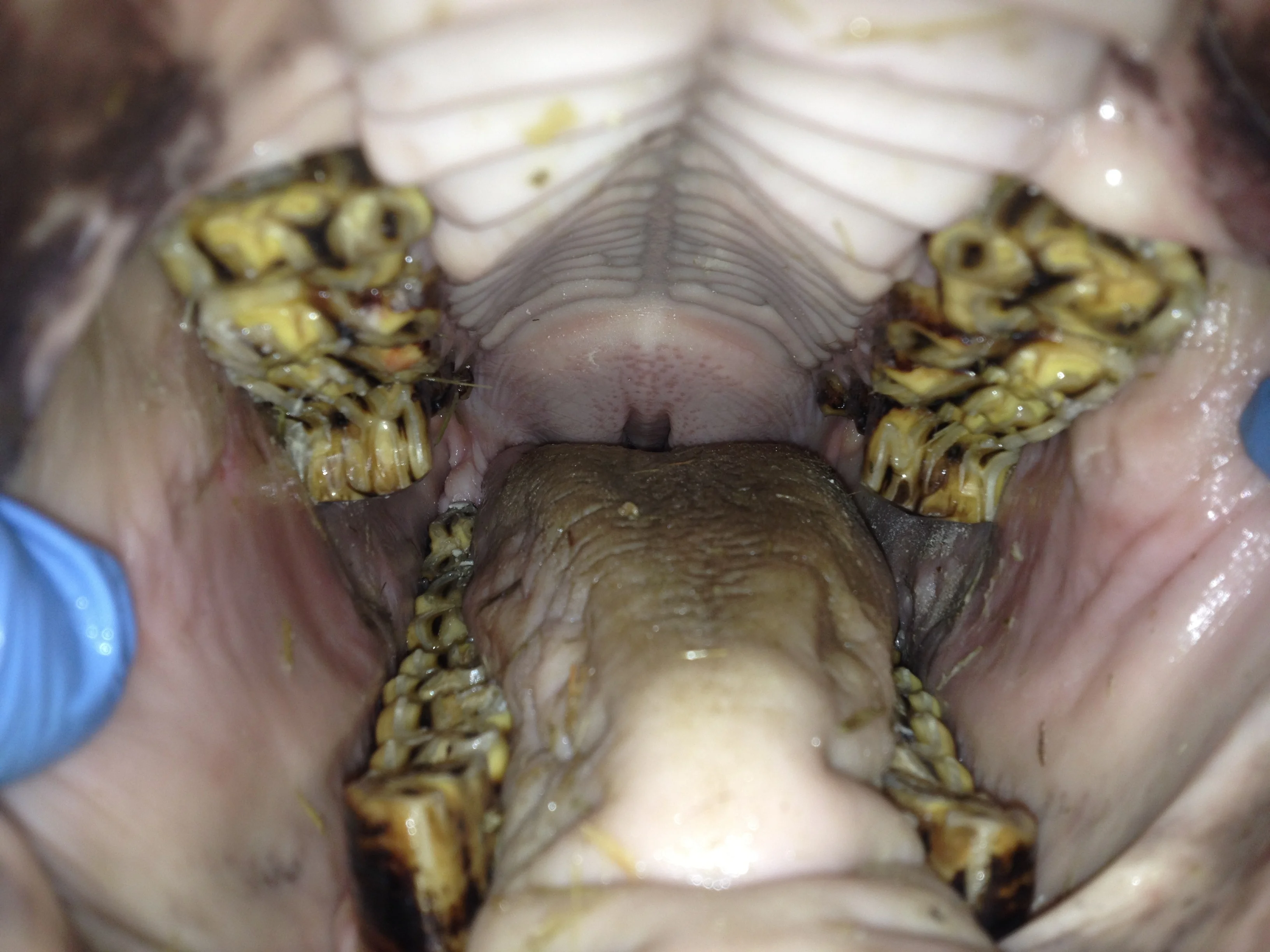 AAEP Focus on Dentistry Meeting. . .  conference re-cap