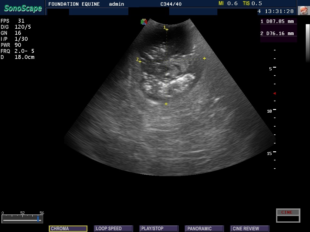 large abscess under the skin of a horse