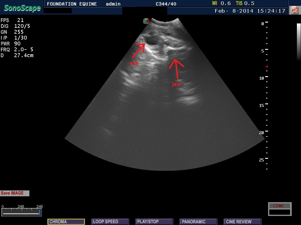 head of a foal in-utero