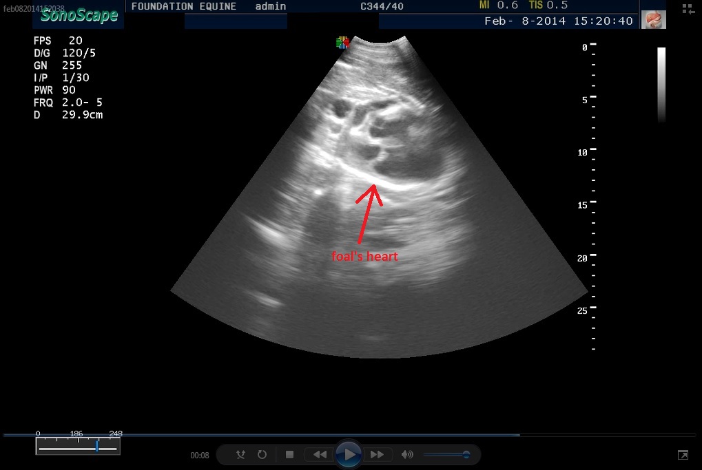 heart of a foal in-utero