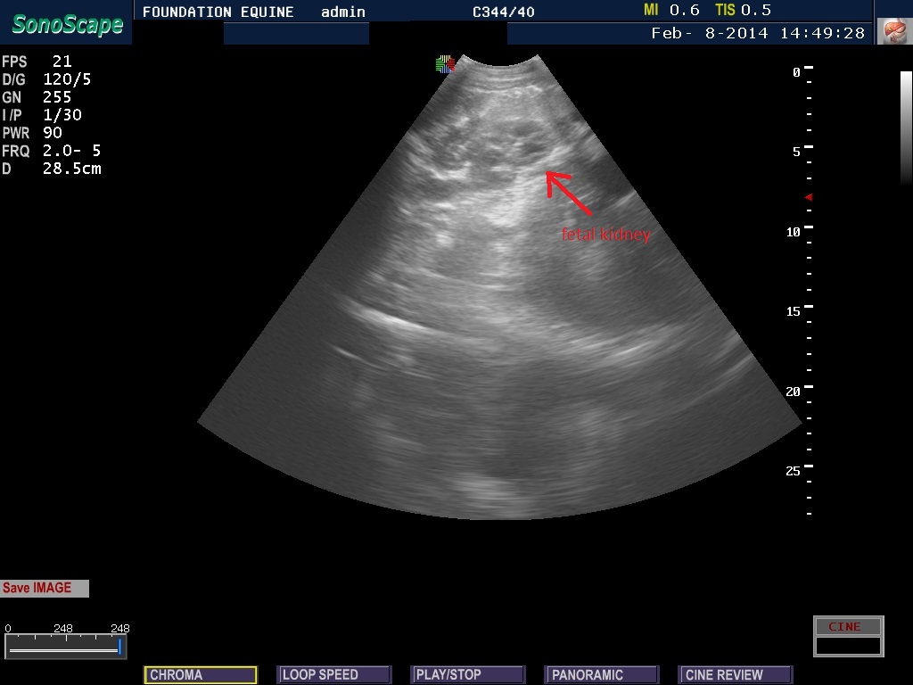 kidney of a foal in-utero