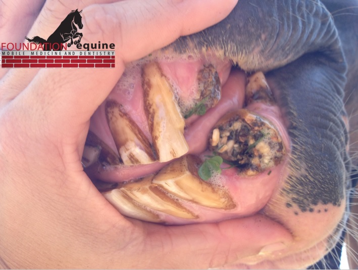 This is a severely-affected horse. Note the large, broken, infected incisor. Feed is actually collecting within the rotted remnant of the tooth. This horse was in tremendous pain.