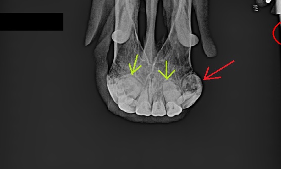X-ray of a horse with EOTRH. The green arrows point to bulbous roots (hypercementosis) and the red arrow points to a tooth with both hypercementosis and resorption (the black area inside the tooth).