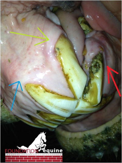 The blue arrow points to pinpoint draining tracts (they look like tiny dots) and the green arrow points to an affected corner incisor. The red arrow points to a severely affected, broken tooth with visible resorption.