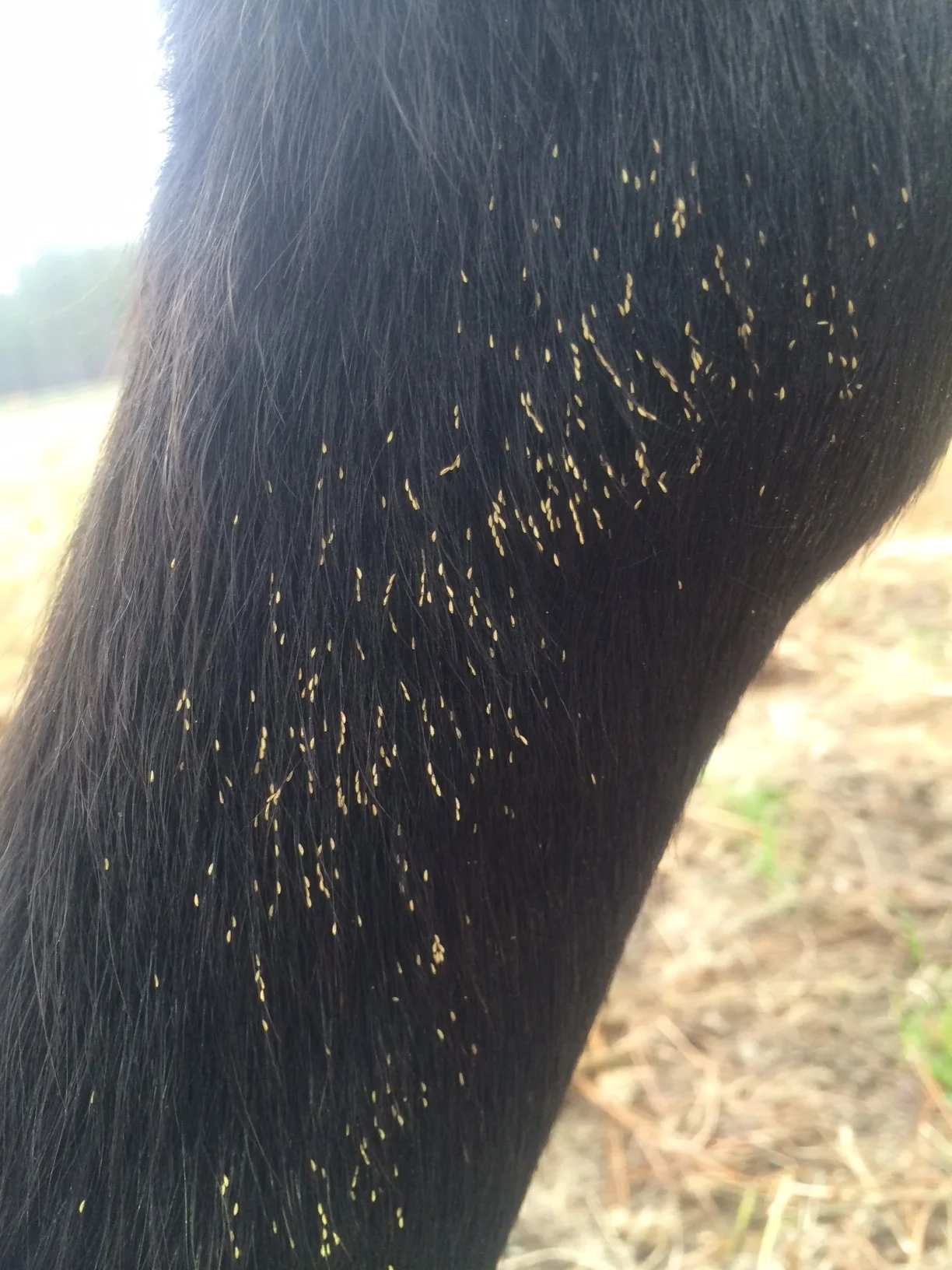 Horse Stomach Bots The Life Cycle in Pictures — Foundation Equine Clinic