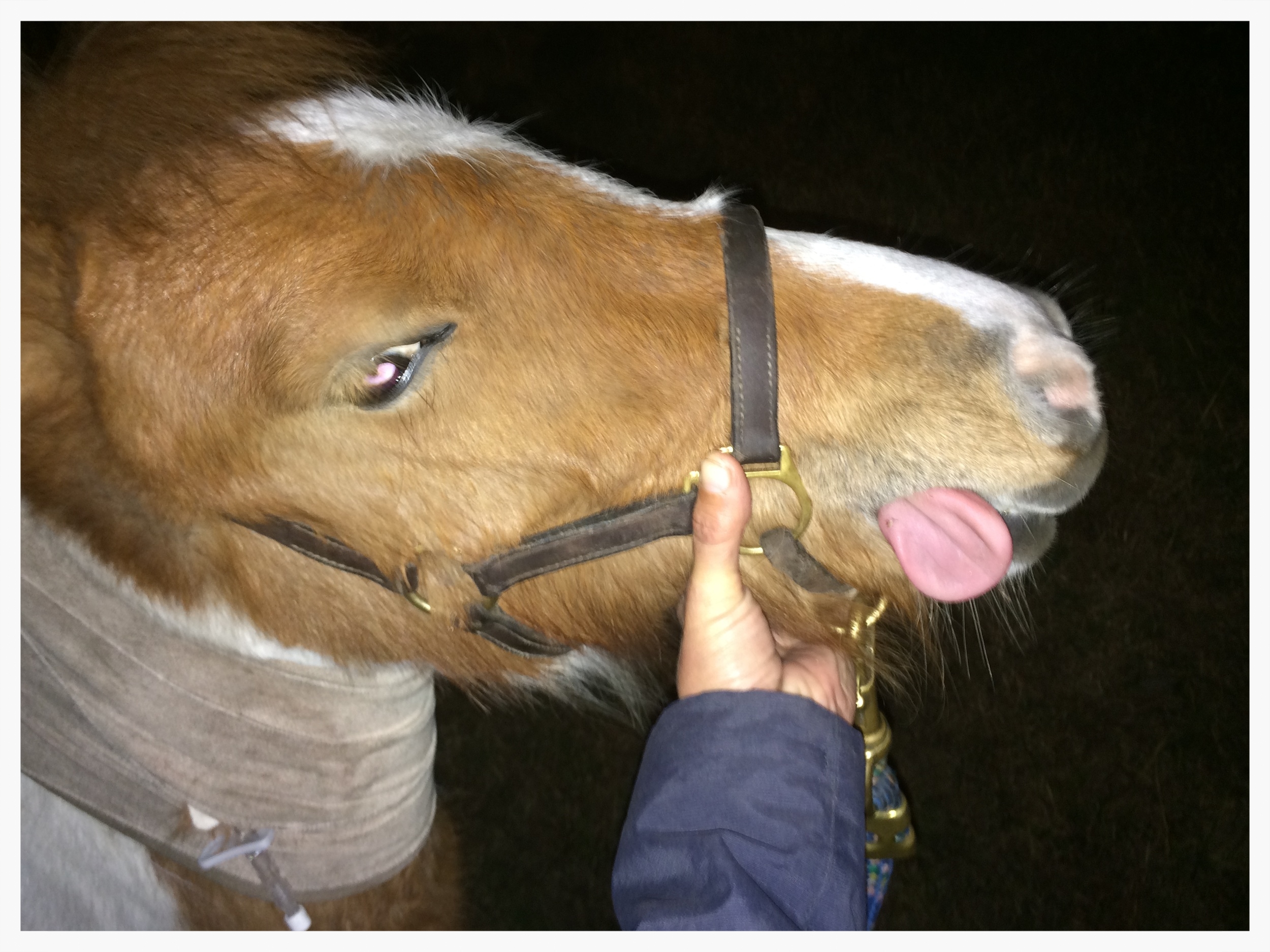  Yearling miniature gelding with botulism. Inability to retract the tongue is a common symptom
