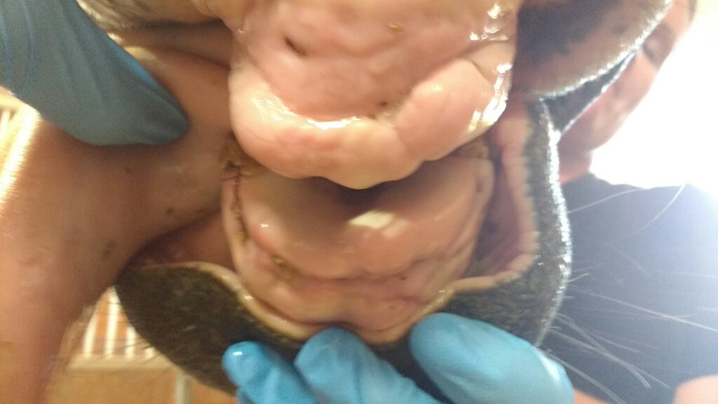 This horse had his incisors extracted six months prior to this photo being taken. The owners were thrilled with the horse's brighter attitude and could tell that he was in much less pain than before the procedure. The best part? He at three flakes of hay the night after the removal! He was more comfortable immediately after the extractions than he had been for quite some time!