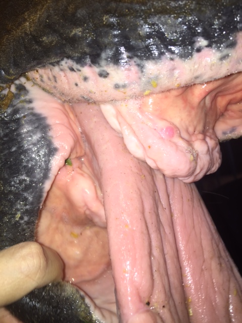 Another aged Thoroughbred gelding, two years after incisor removal! This horse grazes normally (well, almost normally) and lives a happy life!