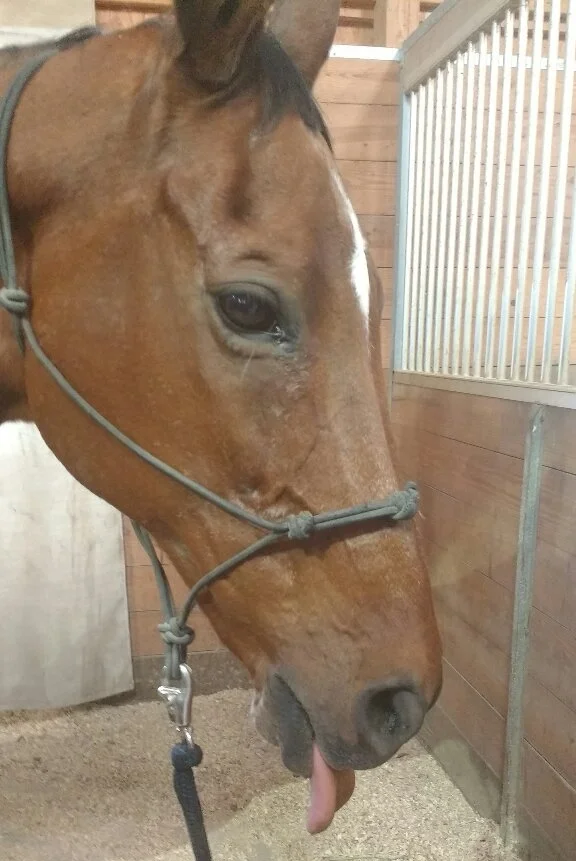This is the same horse from the image above. He's fat and happy, but his tongue does hang out a bit! This is common in horses that have all their incisors removed.