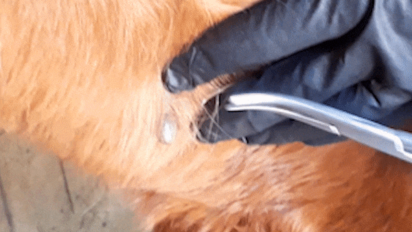 tick gif 2.gif