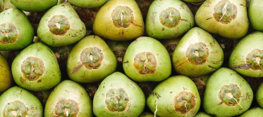 gallery coconuts.jpg