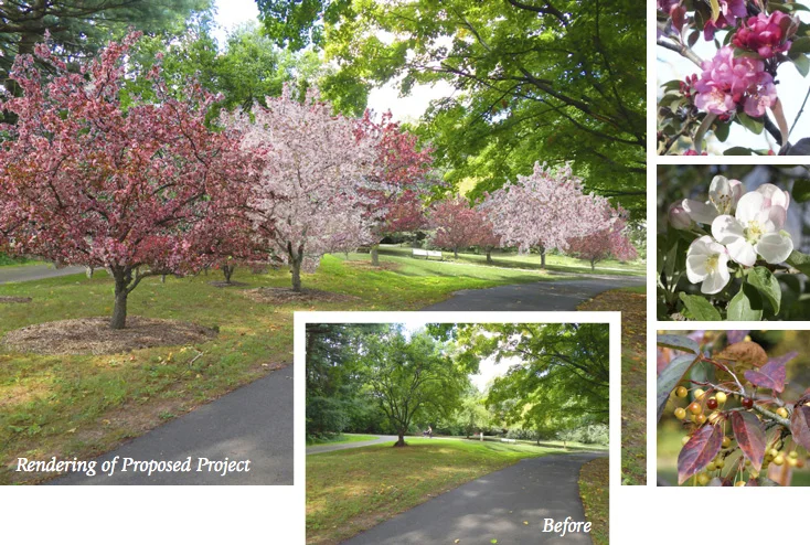 Above: Digital rendering of Brookdale Park's restored Crabapple Grove at springtime with inset photo of existing conditions.