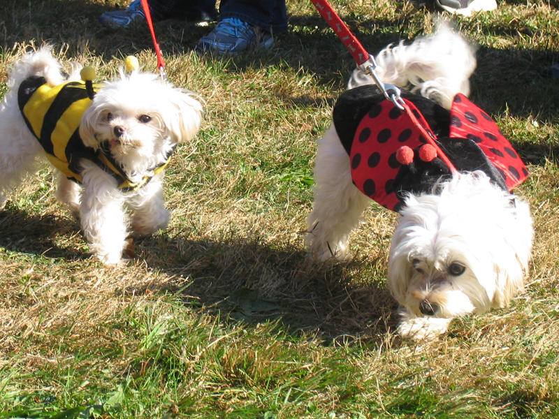 photo credit brookdaleparkdogpark.com