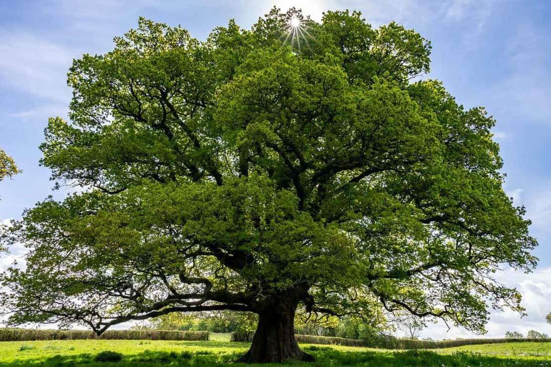 Why We Should Plant Oaks
