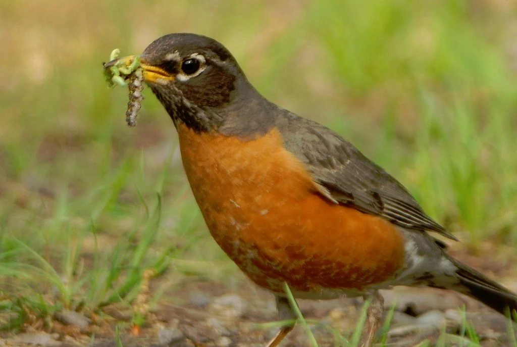 My Brookdale Park Inspiration: Creating a Mini Park at Home