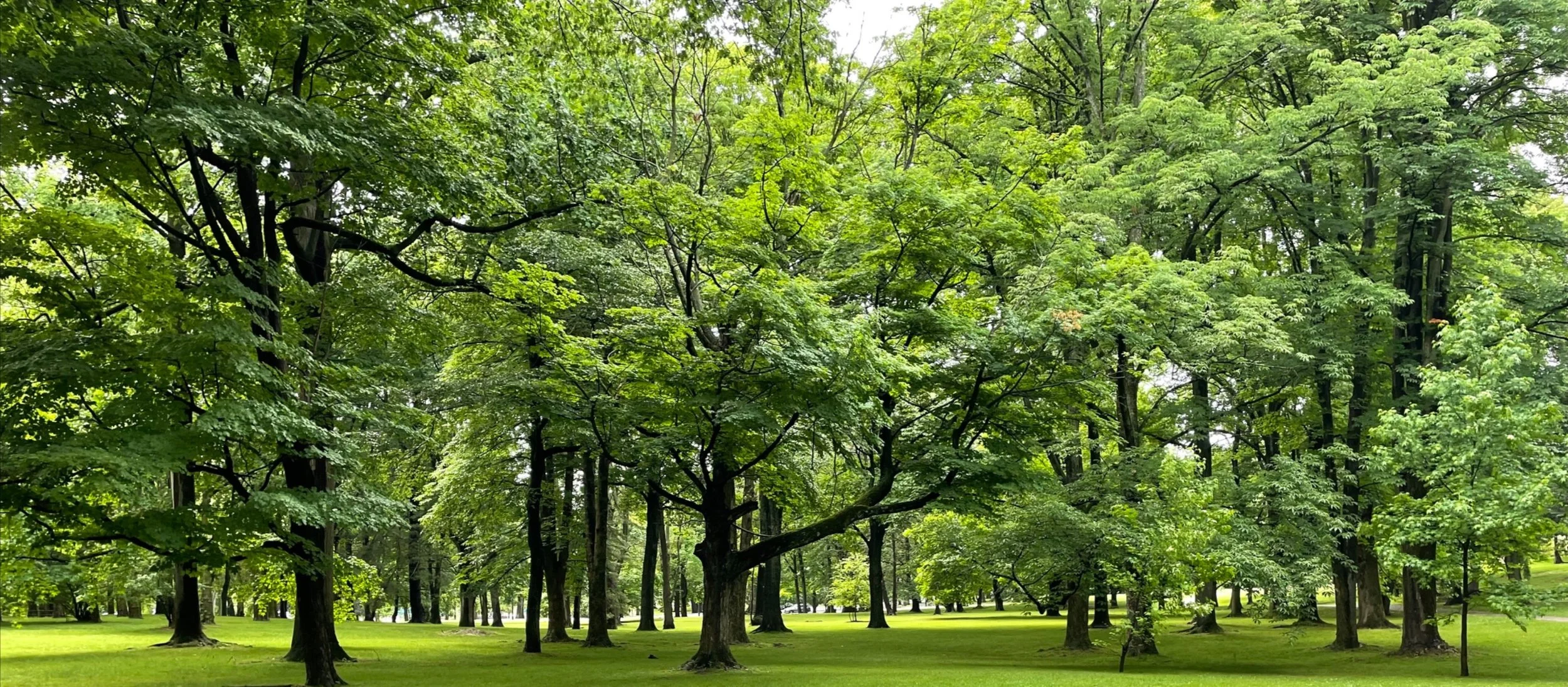 ROOTED IN COOL: The Impact of Trees
