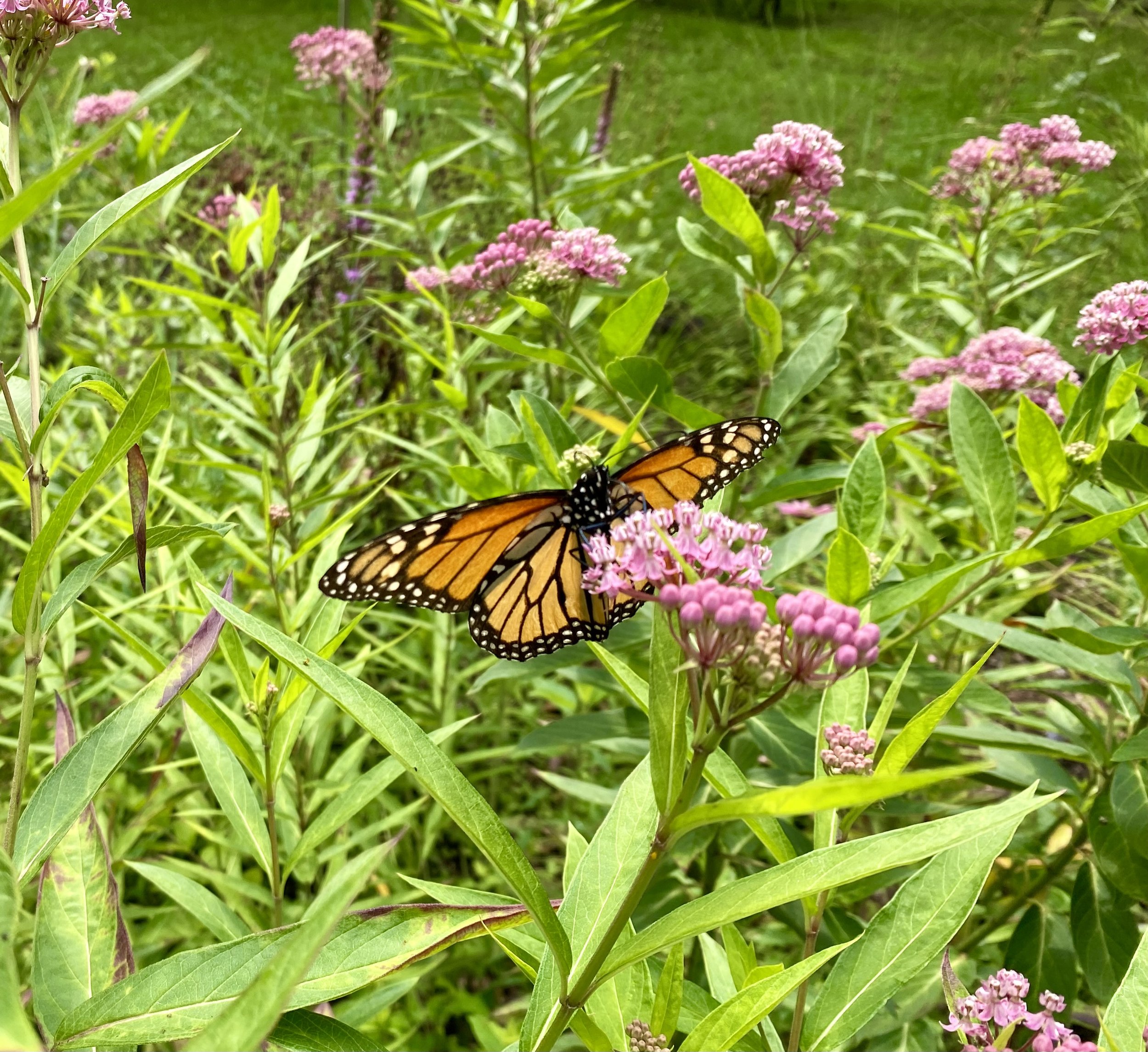 Pollinator Garden Party