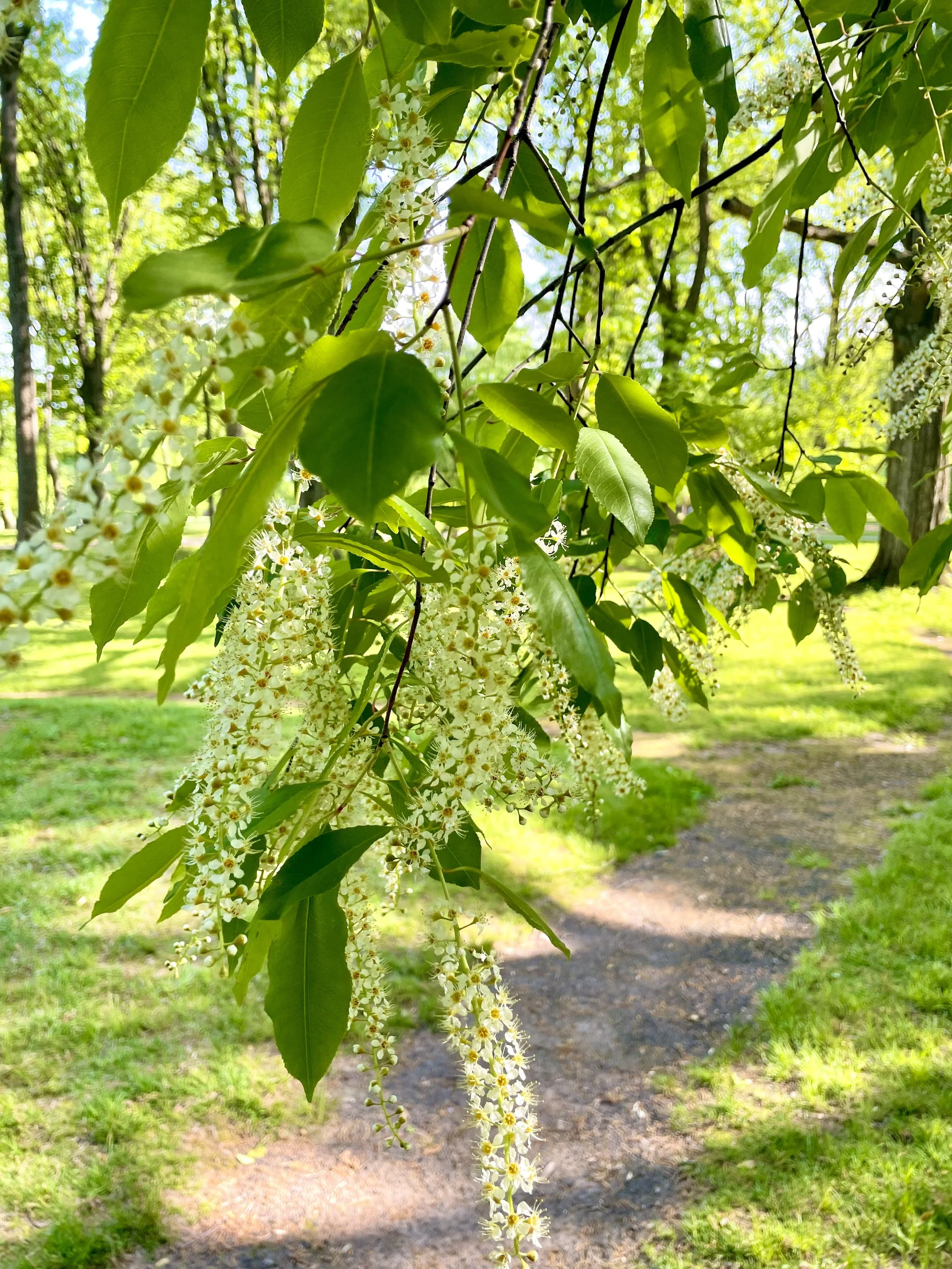 Tree Walk with Cam Kanterman