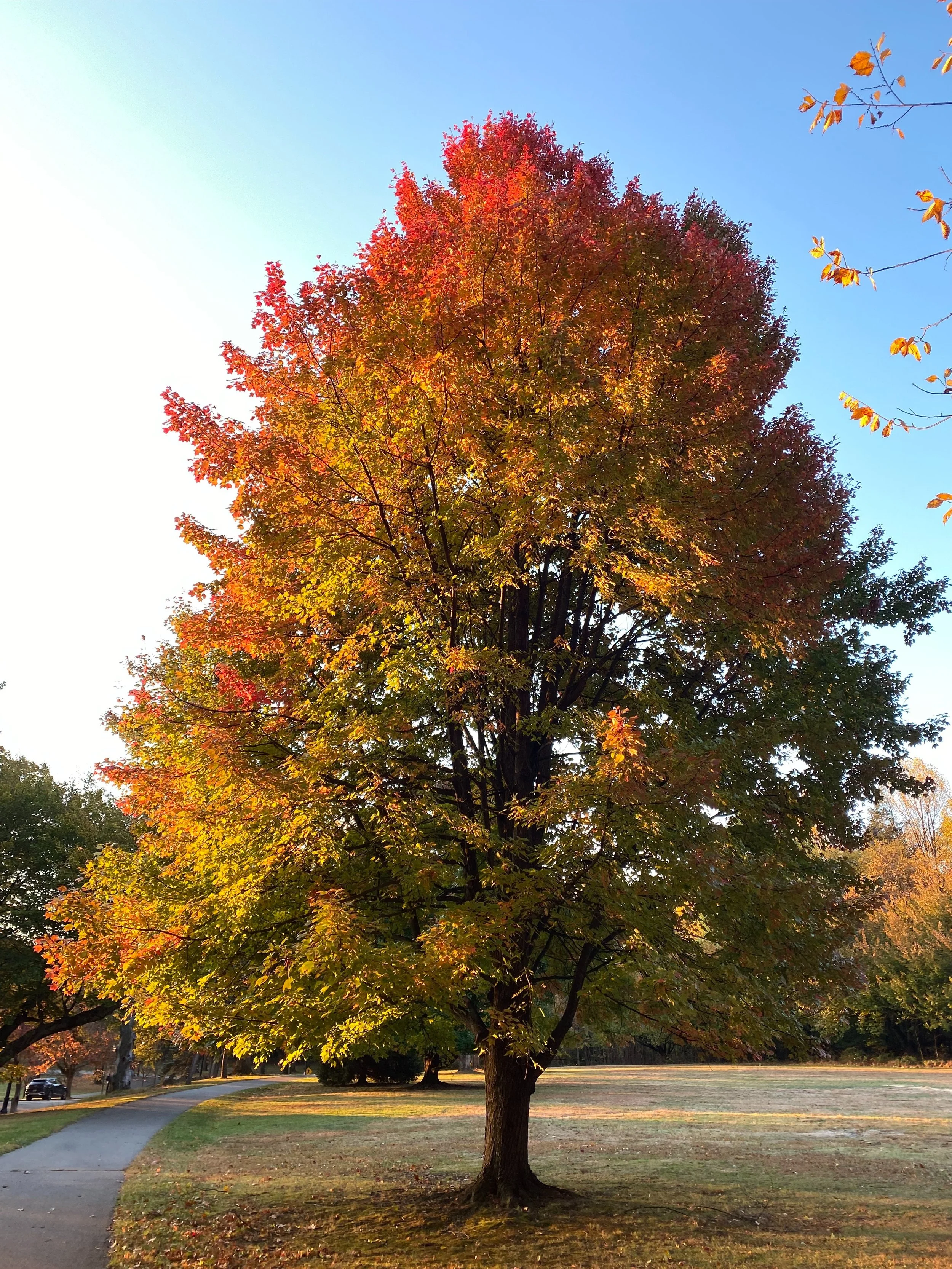 Tree Walk with Cam Kanterman