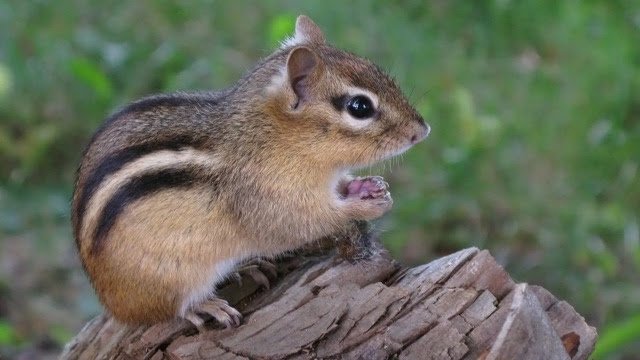 A Winter Mystery: Where do the Chipmunks Go — The Brookdale Park ...