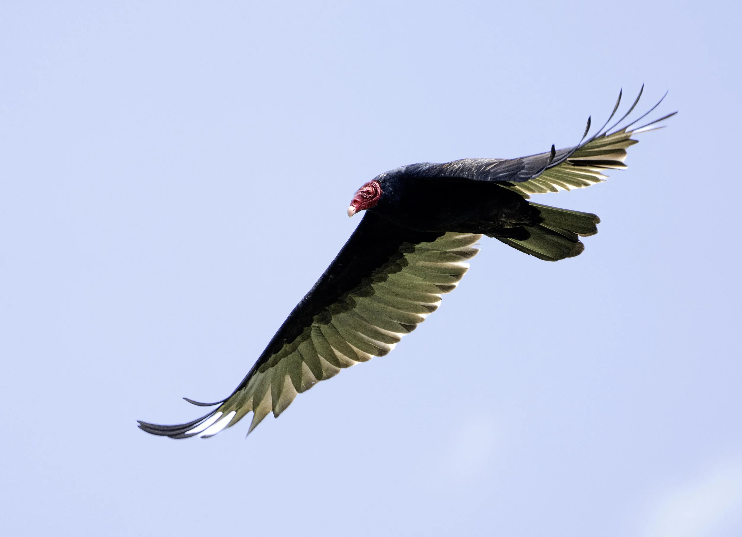Eyes to the Sky: Peak Raptor Migration in the Park — The Brookdale Park ...