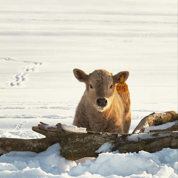 Moo5.png