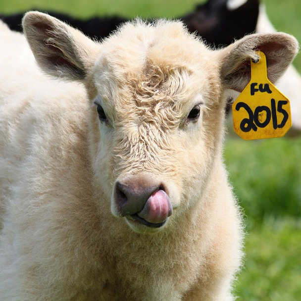 Moo4.png