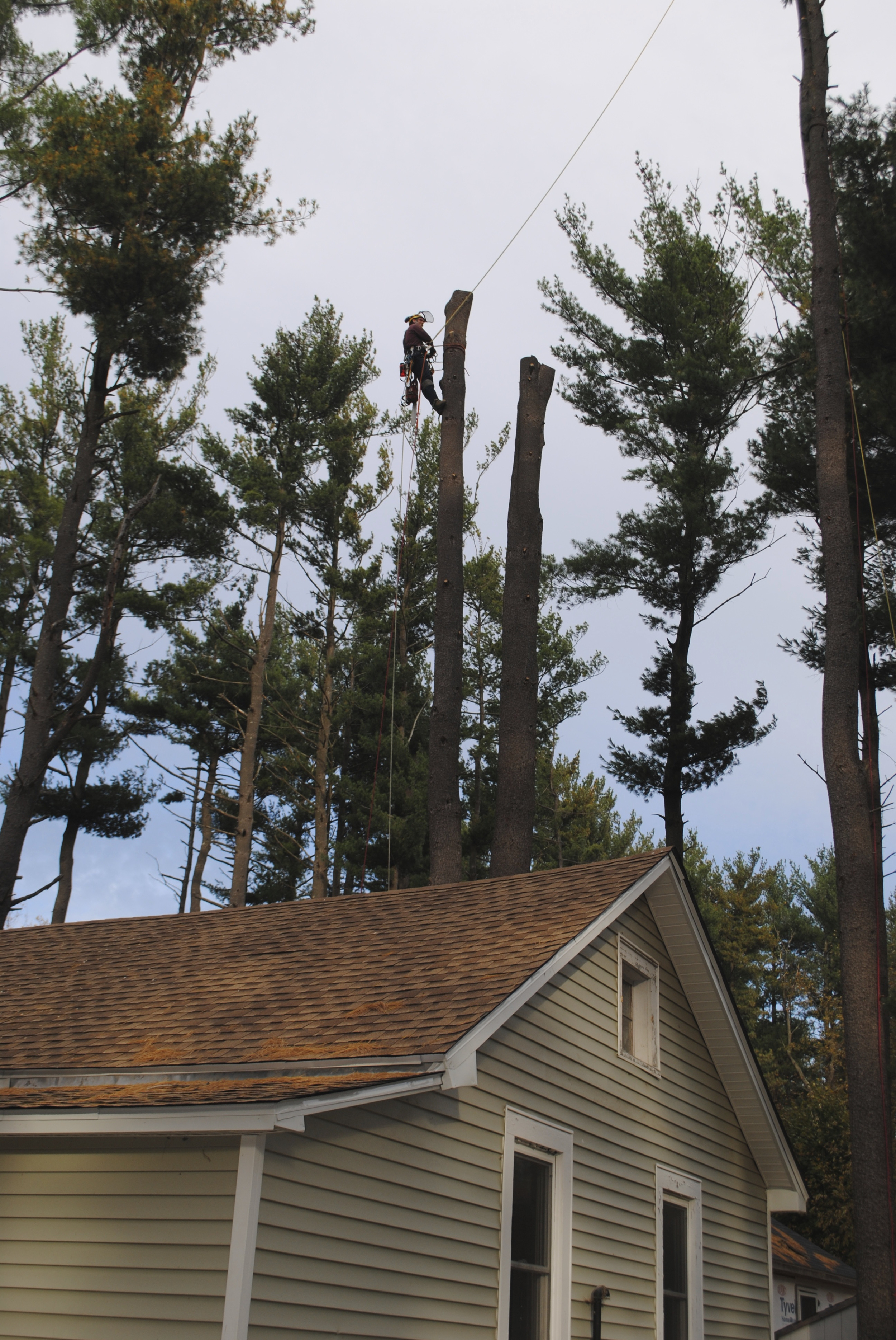 Using a complex rigging system, a double-trunk white pine tree is removed from next to a house.