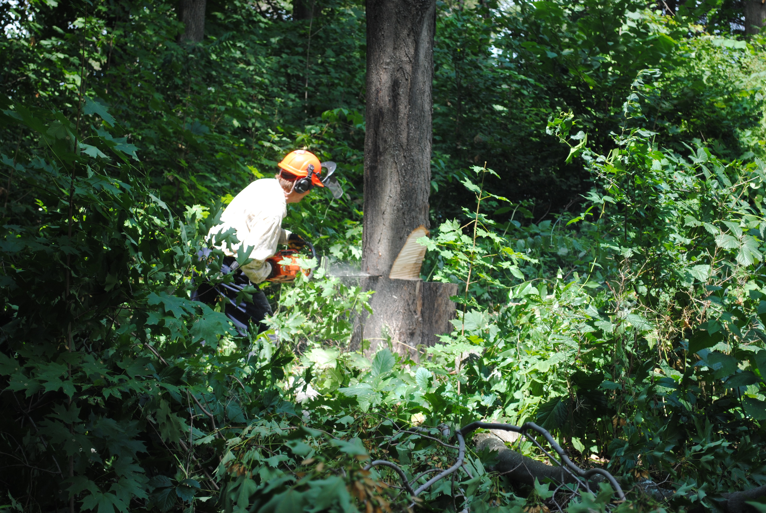 Certified arborist Peter Madsen prepares to fell a tree using directional felling techniques. 