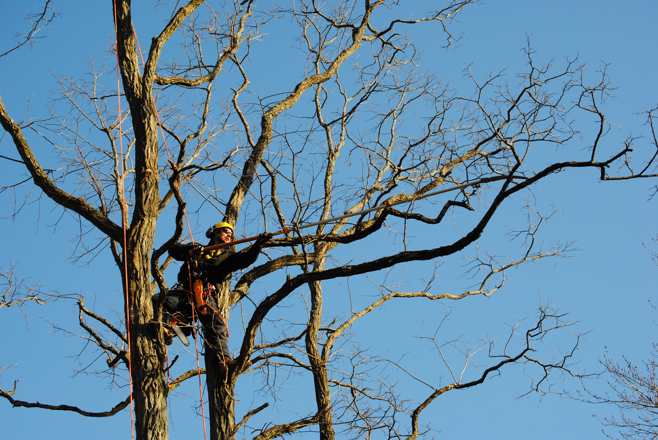 With a wide array of extendable cutting tools, we have a long reach within the tree. 