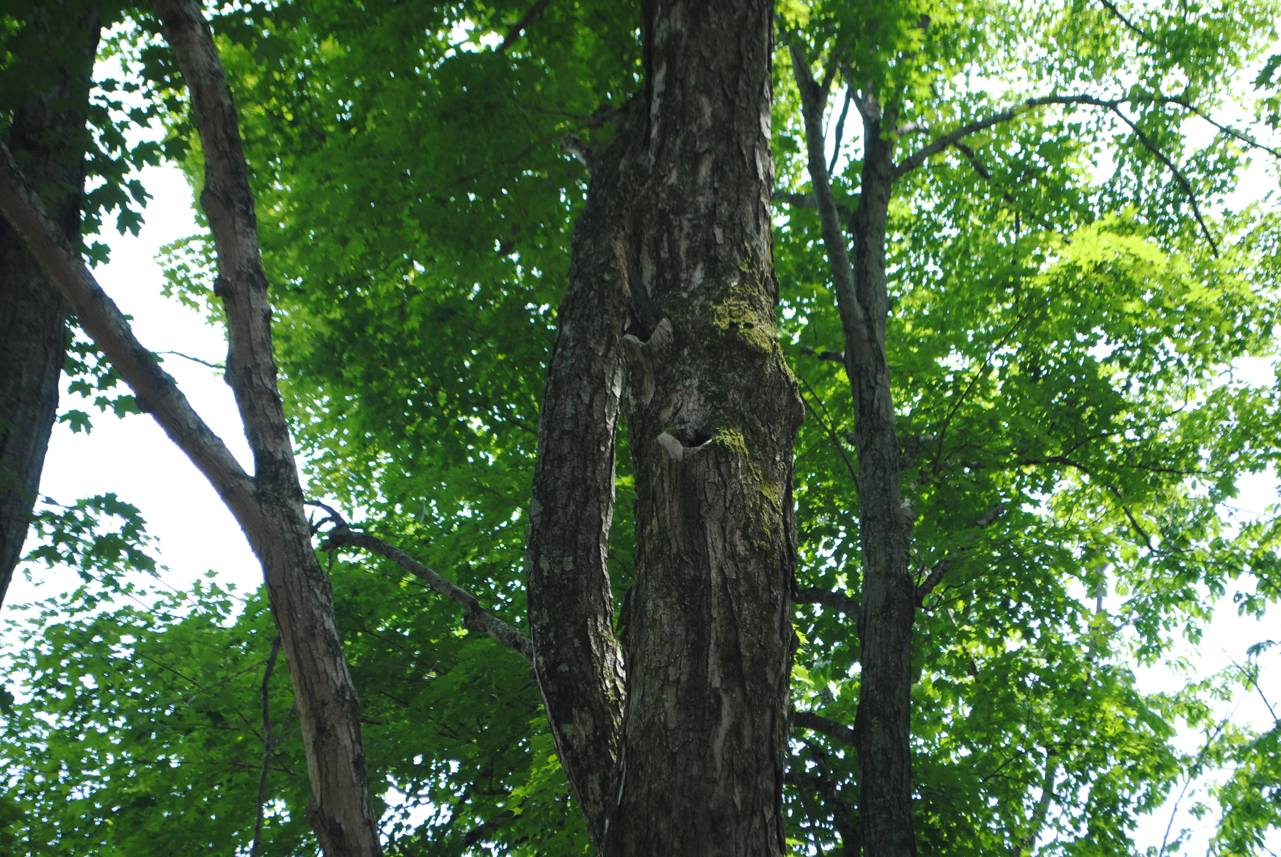 DSC_0217.jpg
