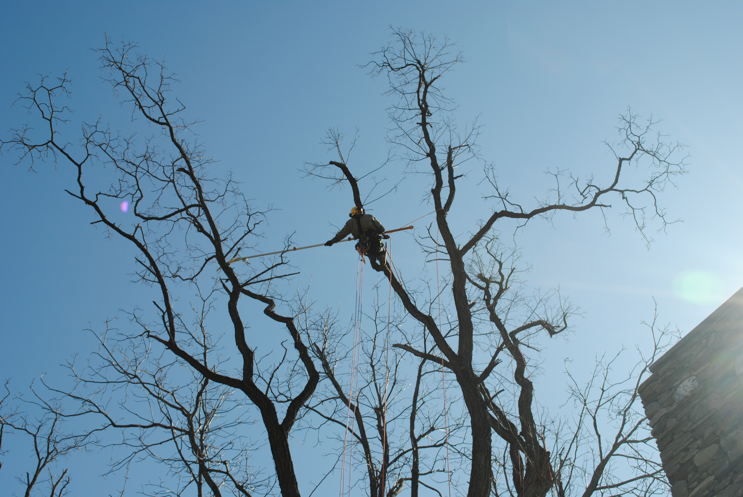 Certified Arborist Peter W. Madsen prunes dead branches from a locust tree while climbing on rope. 