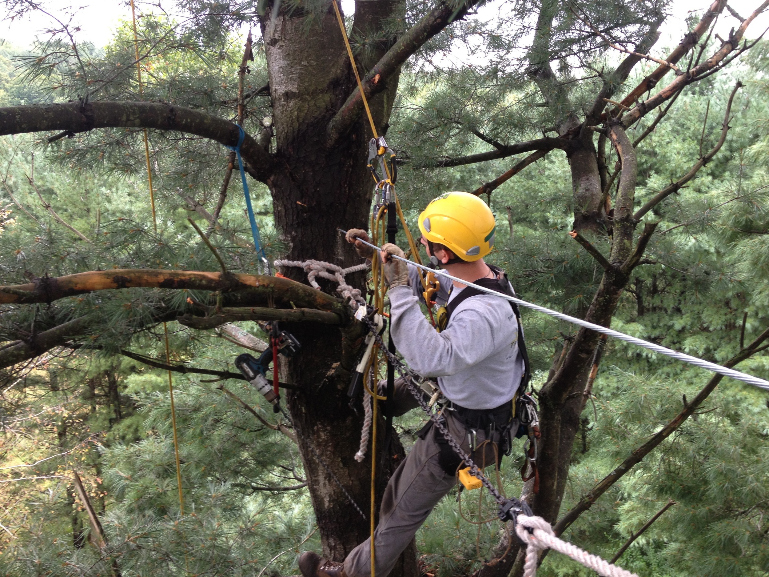 New Leaf Tree Services Inc / Certified Arborist Tree Cabling