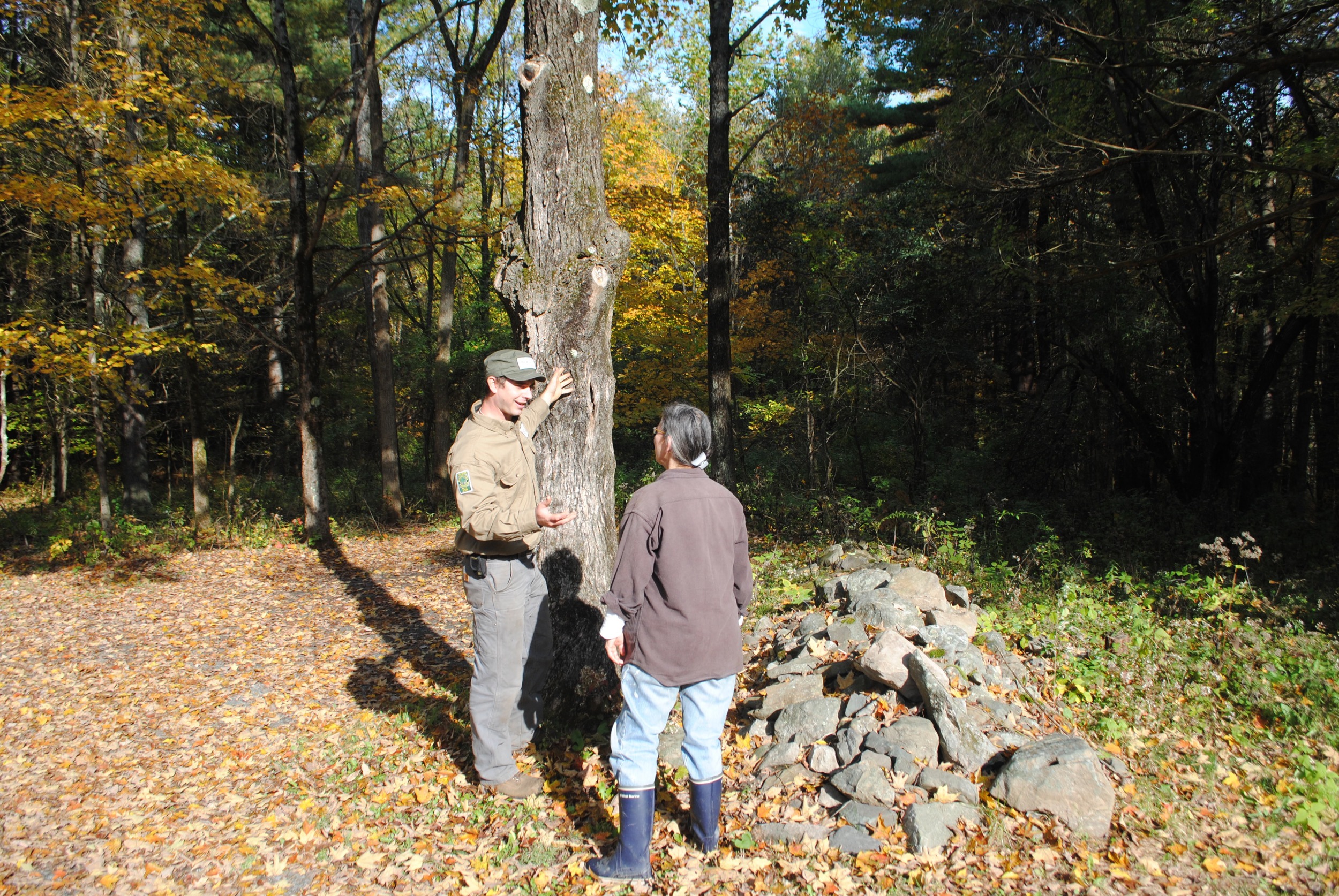 Certified arborist Caleb White discusses the health of a sugar maple.