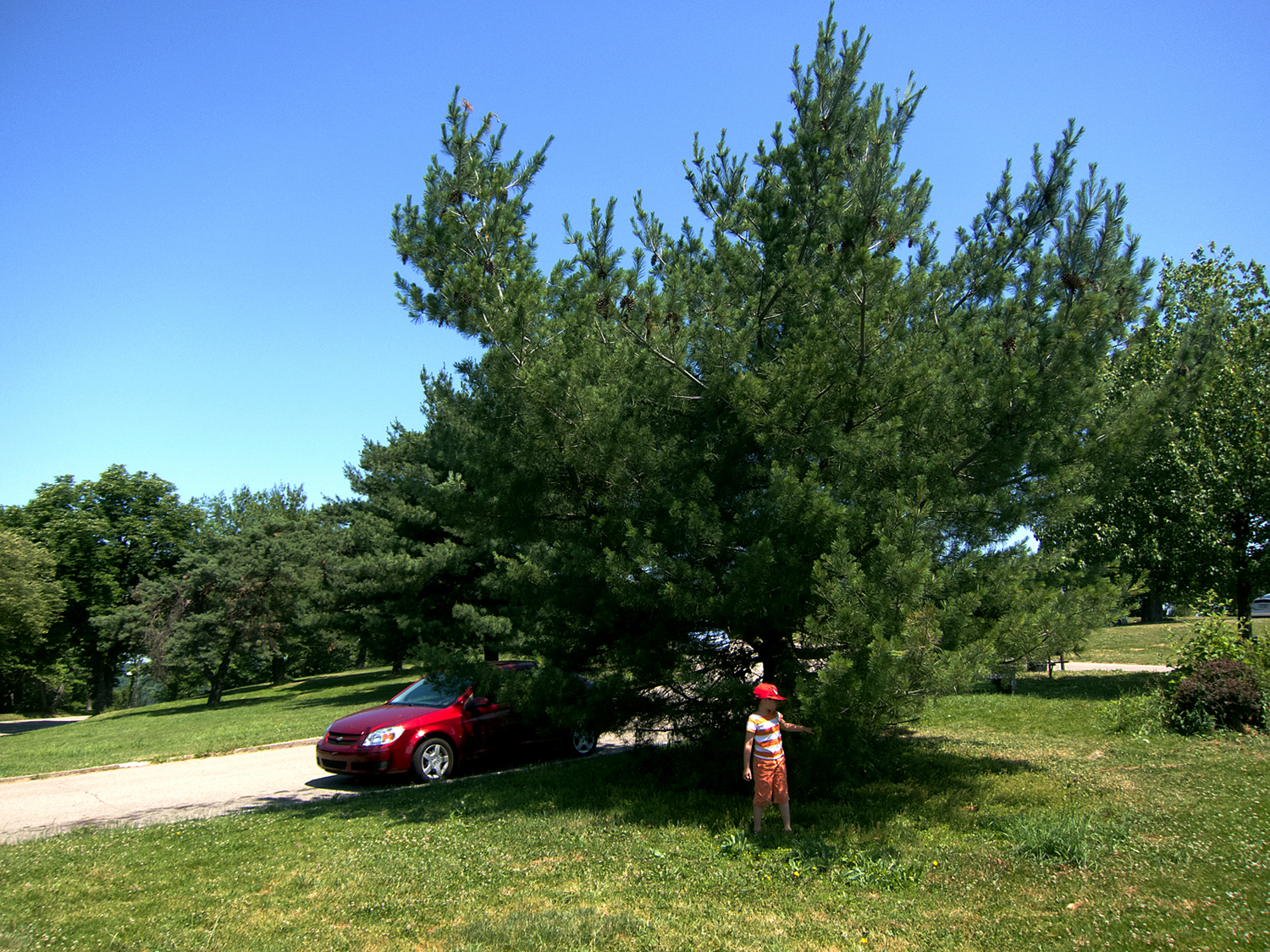 skin00_0358_tree_highland_park_20120609.jpg