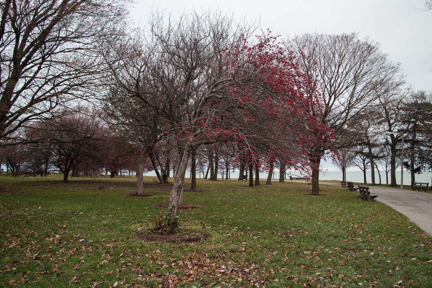 IMG_0973_chicago_hyde_park_20131122.jpg