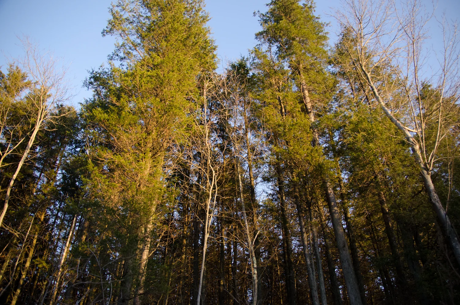 DSC_0560.jpg