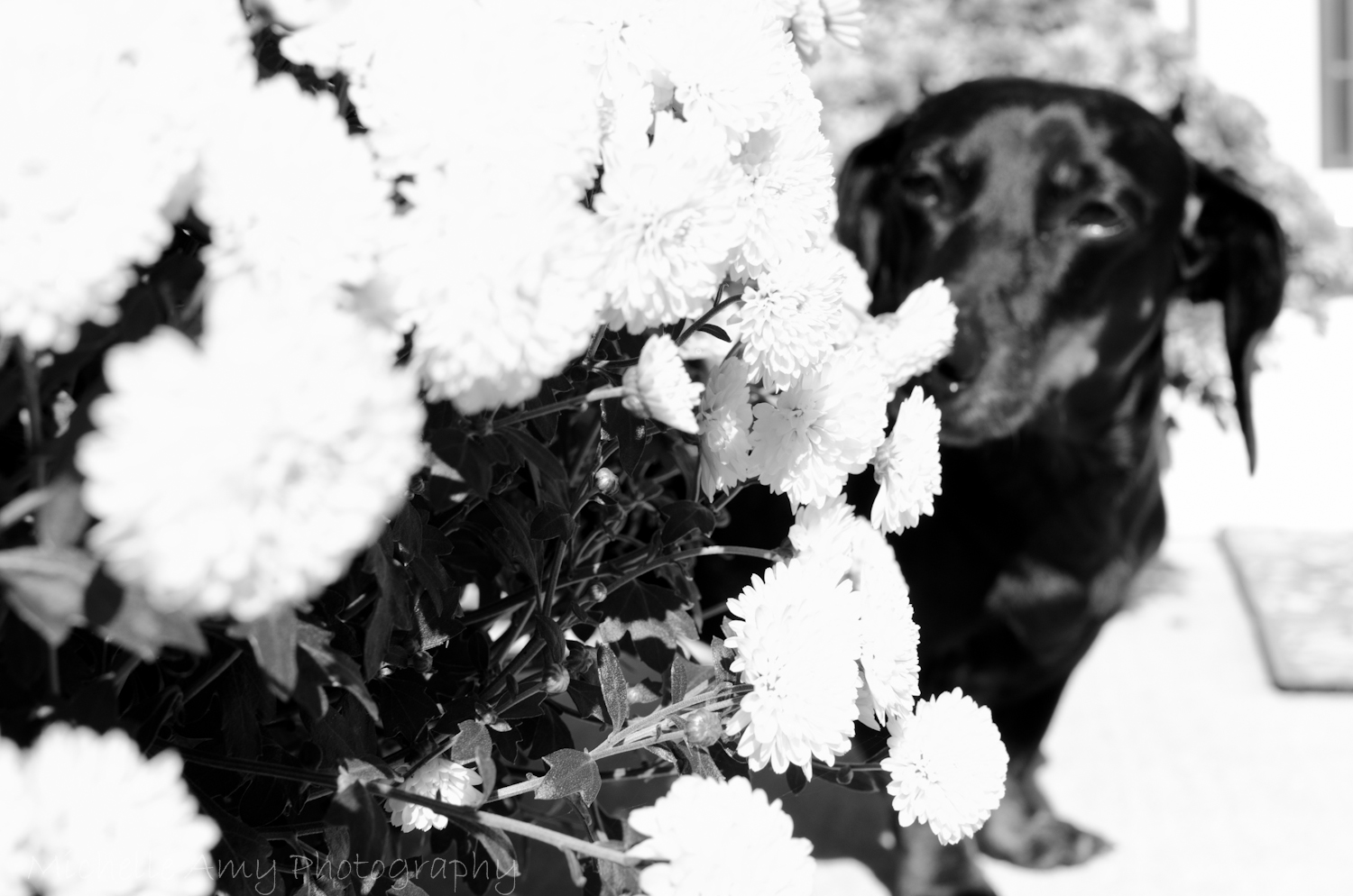DSC_0037-2.jpg