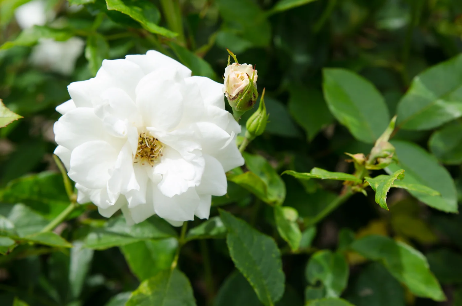 DSC_0201.jpg