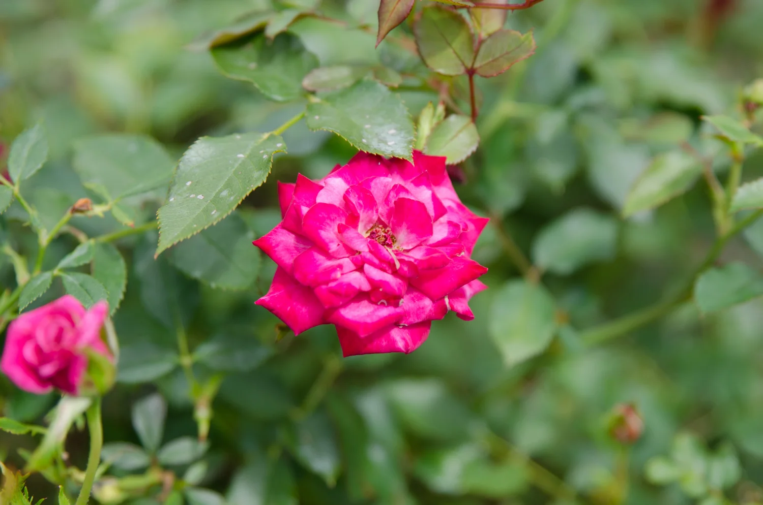 DSC_0202.jpg