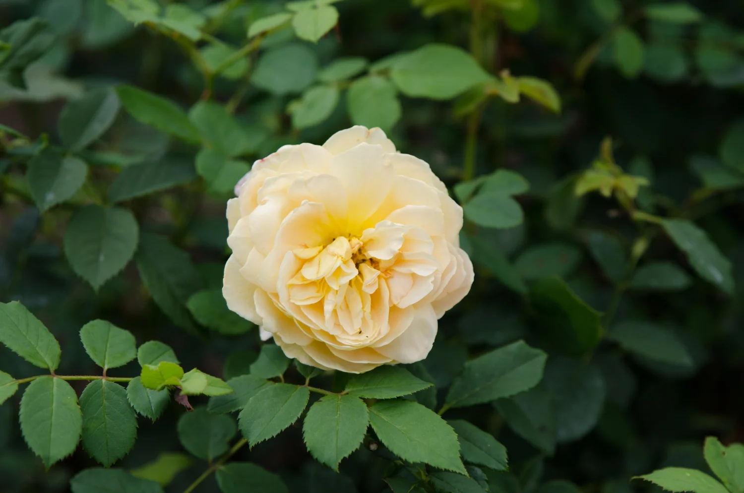 DSC_0203.jpg