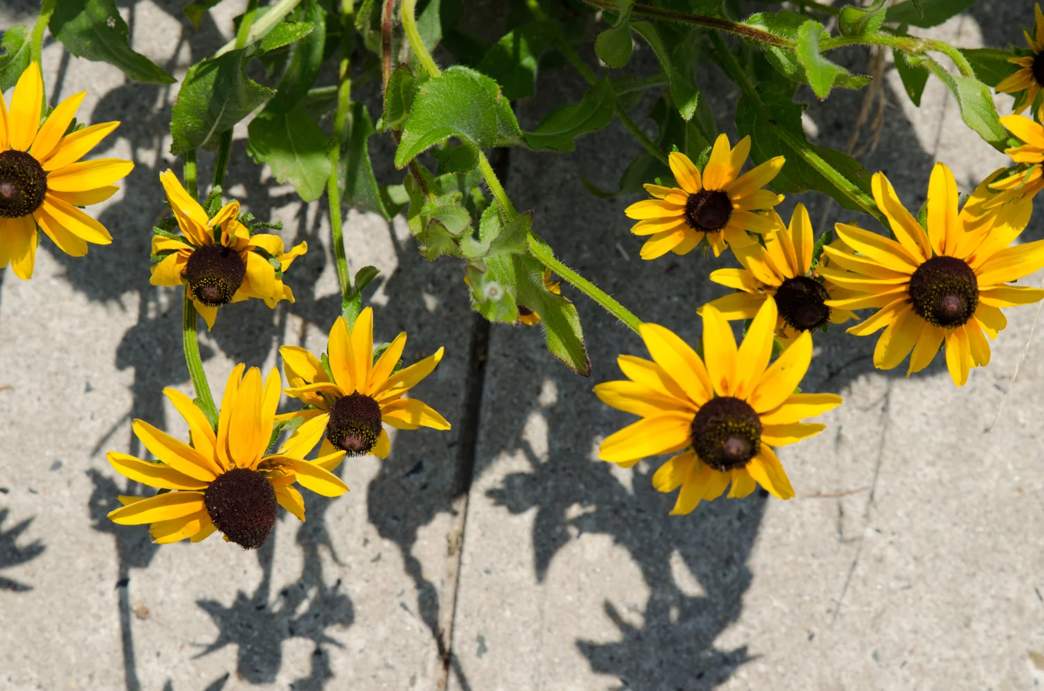DSC_0267.jpg