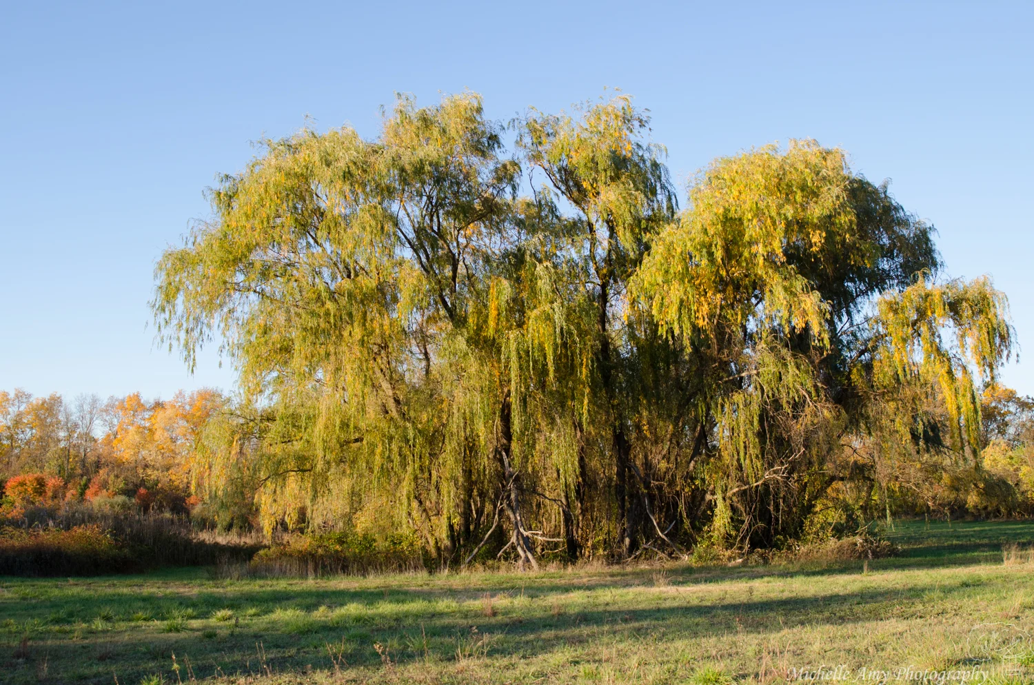 DSC_0785.jpg