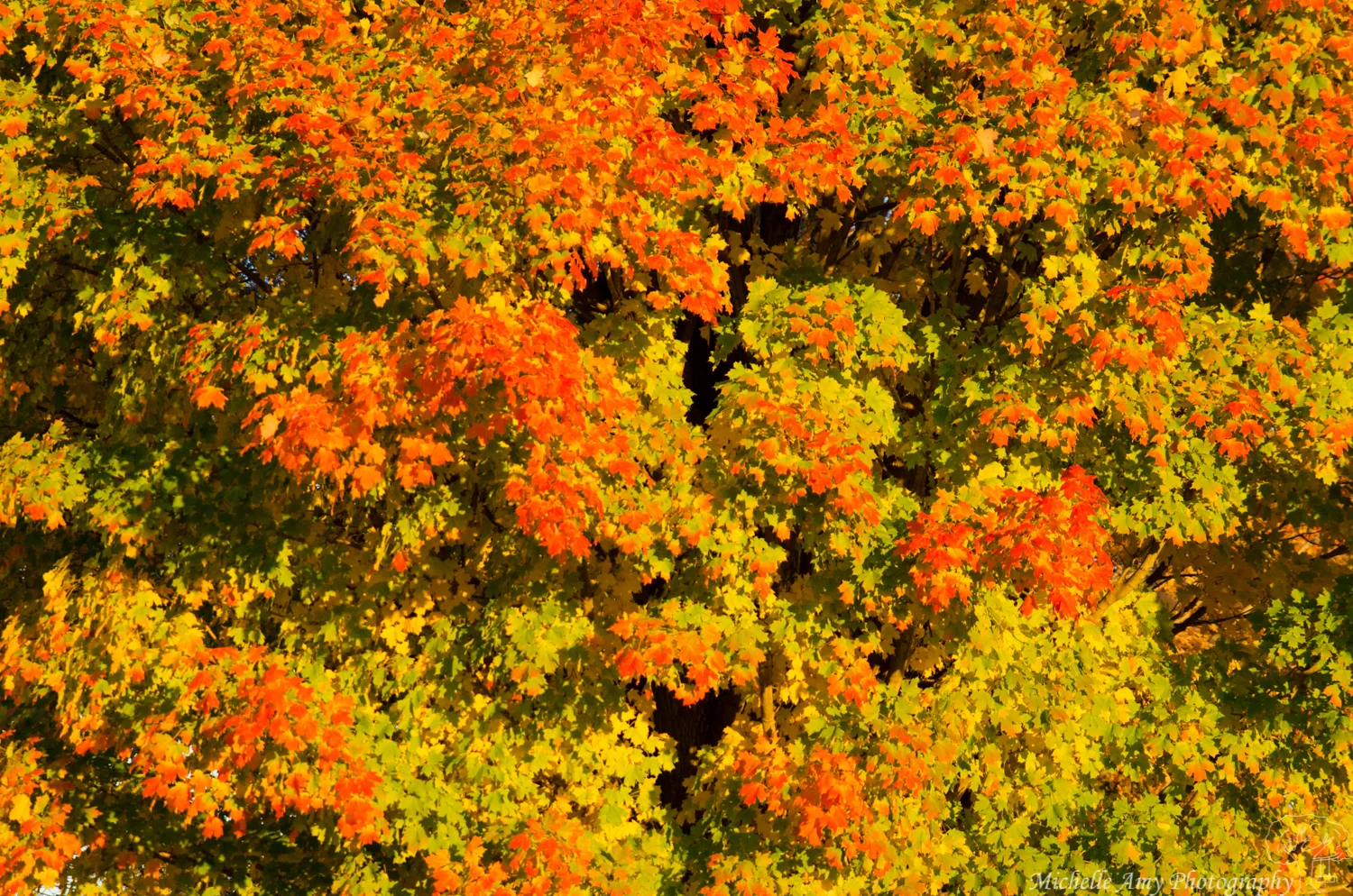 DSC_0807.jpg