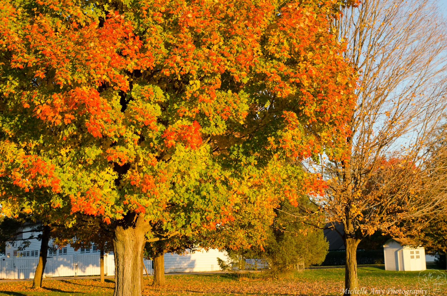 DSC_0809.jpg