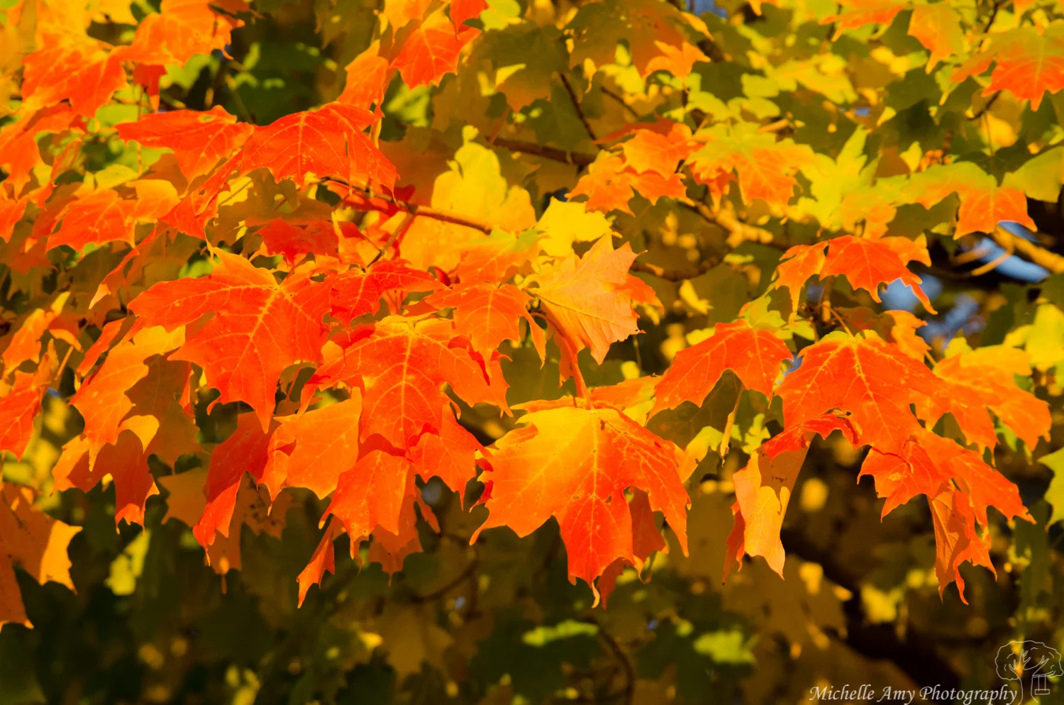 DSC_0811.jpg
